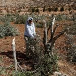 Israel deports 32 activists aiding Palestinian olive farmers amid attacks