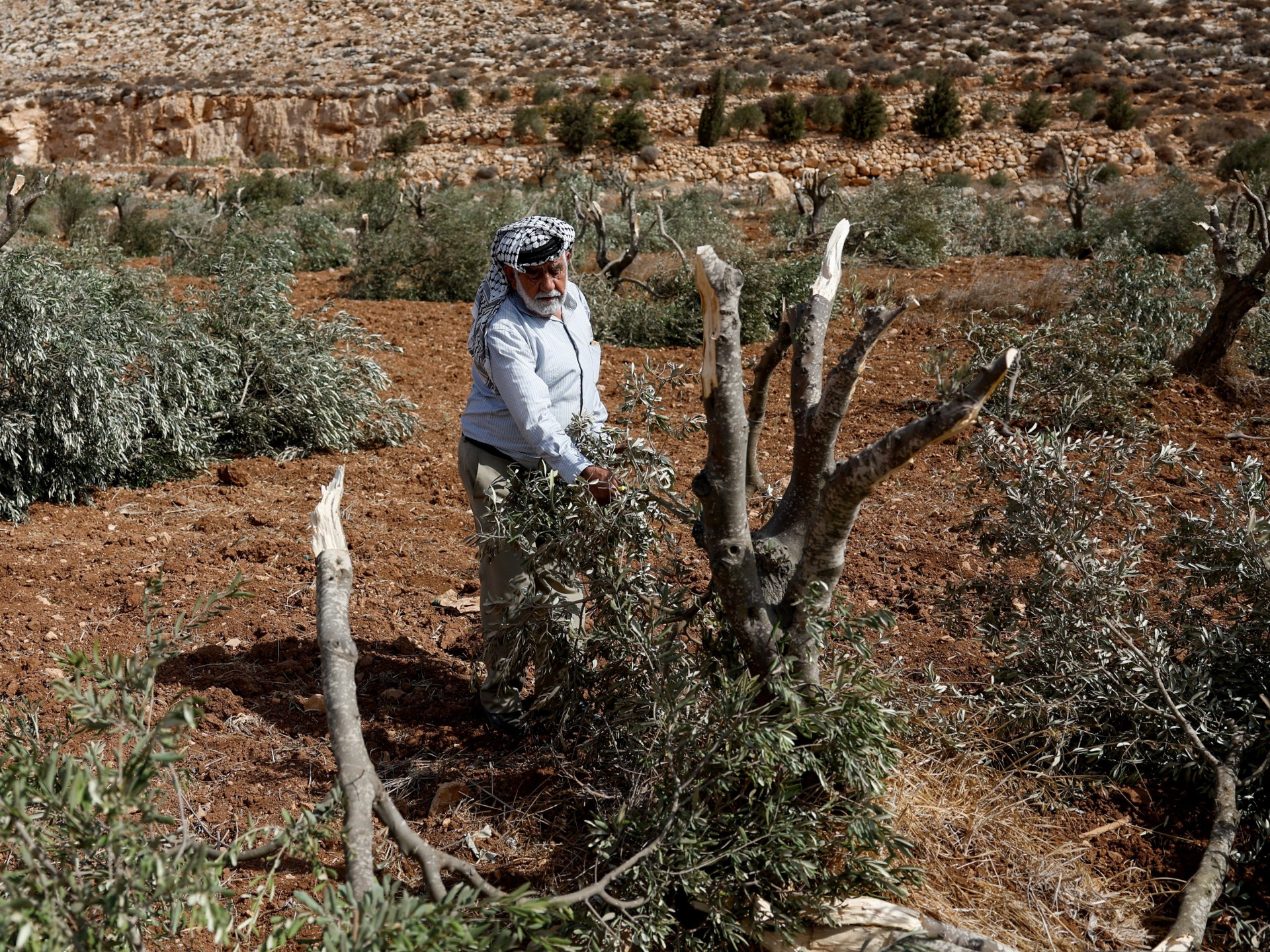 Israel deports 32 activists aiding Palestinian olive farmers amid attacks