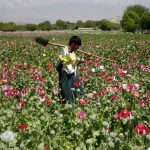 Afghanistan’s opium crop falls 20 percent as synthetic drugs surge
