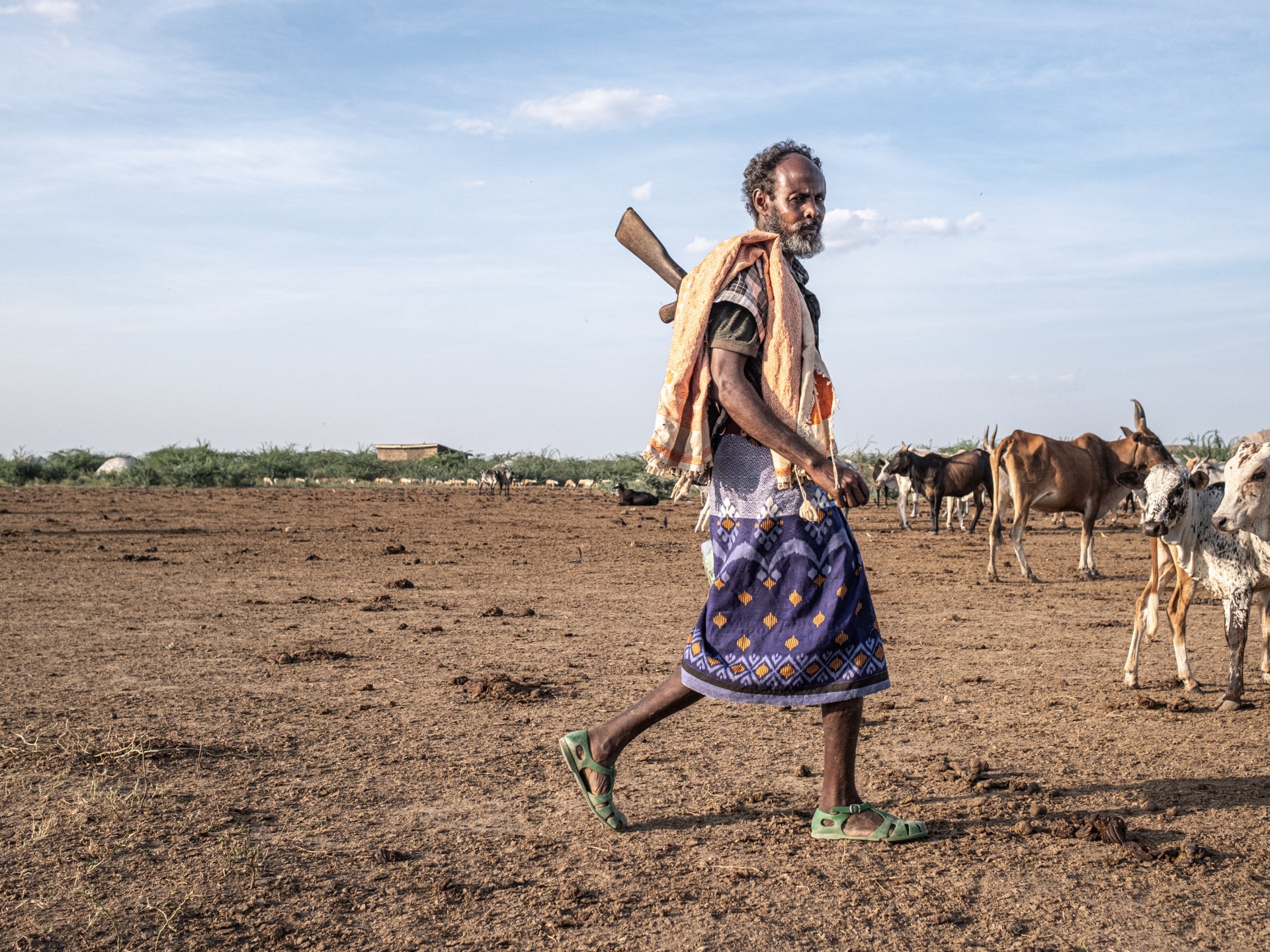 Non-native tree devastates Ethiopia’s ecosystems and threatens livelihoods
