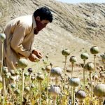 CIA dropped modified poppy seeds to weaken Afghan heroin trade: Report