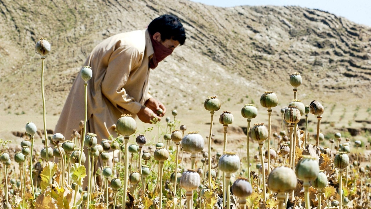 CIA dropped modified poppy seeds to weaken Afghan heroin trade: Report