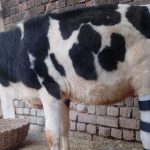 Calf injured in J&K during Op Sindoor fitted with artificial 'Krishna limb'