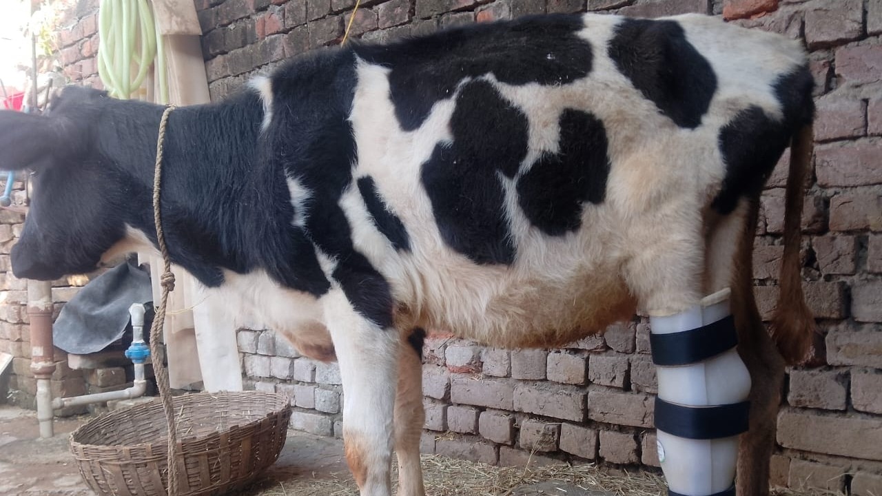 Calf injured in J&K during Op Sindoor fitted with artificial 'Krishna limb'